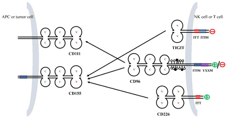 T细胞表面蛋白CD96 T细胞表面蛋白CD96